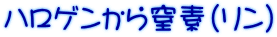 ハロゲンから窒素(リン)